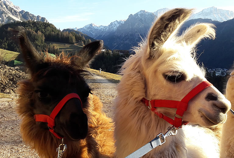 Guided hikes with llamas